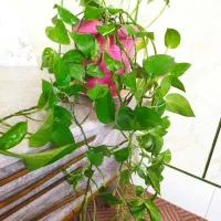 سه عدد گل پتوس