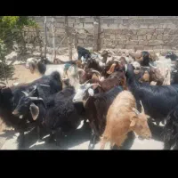 بره بز وبزغاله چاق مناسب کشتار ۸۰ عدد رومشکان