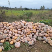 کدو انجیری|خوردنی و آشامیدنی|ضیابر, |دیوار