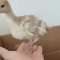 عروسک جوجه بوقلمون کوردی قرمز