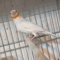 گلوبریده روبان نارنجی