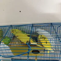 مرغ عشق|پرنده|محمدشهر, محمدشهر|دیوار