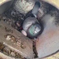 کبوتر پلاک اصل|پرنده|یاسوج, |دیوار