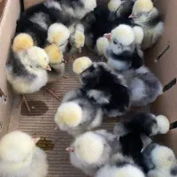 جوجه لهستانی سلطان درجه یک