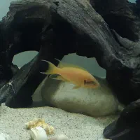 هلیانتوس تانگانیکا