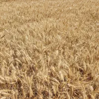 بذر گندم میهن مادری
