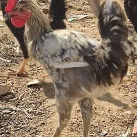 مرغ و خروس محلی