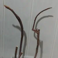استندطوطی. لونه عروس هلندی