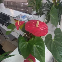 گل های مختلف