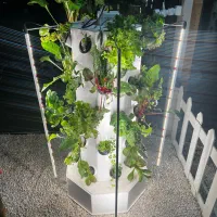 کشت عمودی ایروپونیک هیدروپونیک گلخانه