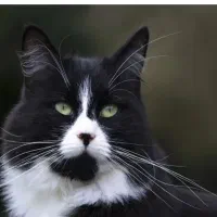 واگذاری گربه