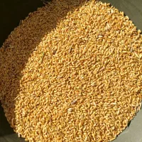 ( گندم )|خوردنی و آشامیدنی|اردبیل, |دیوار