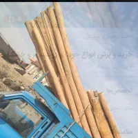 خرید انواع درخت خشک تر|خدمات باغبانی و درختکاری|چالدران, |دیوار