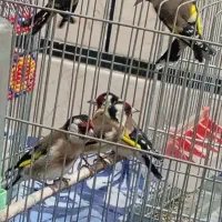 سهره امسال شوش