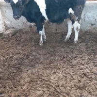 گوساله ماده