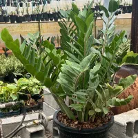 فروش فوری تمام گلهای گلخانه|گل و گیاه طبیعی|عباسآباد, |دیوار