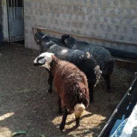 کاوه قوچ افشار|حیوانات مزرعه|چیتاب, |دیوار