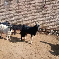 فروش بز کهره دار جوان