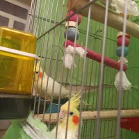 جفت عروس هلندی