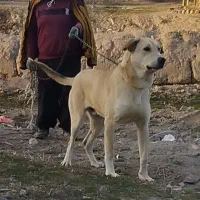 پژدر۱۳ماهه