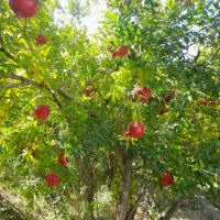 فروش باغ انار روستای امامزاده علی اکبر شهرضا