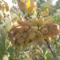 سلام ملک کشاورزی صنعتی کارگاهی قنوات