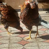 ویاندوت آمریکایی جی اس جی فول کیفیت|حیوانات مزرعه|اندیمشک, |دیوار