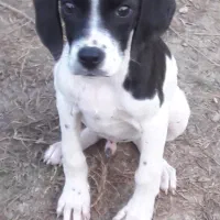 واگذاری پینتر اینگلیس شکاری|سگ|فومن, |دیوار