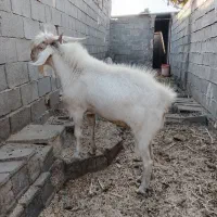 کهره نر سانن دوبهر