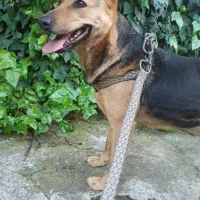 مربی سگ ،پانسیون ،آموزش در منزل، سرویس حمل نقل سگ