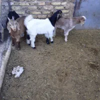 بره شیری وبزغاله