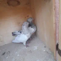 چندعدد کبوتر