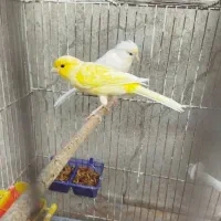 یک جفت قناری رسمی