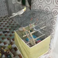 فروش جفت عروس هلندی مولد