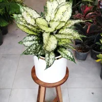 فروشگاه گل و گیاه آپارتمانی (طبیعی)