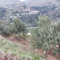 روغن زیتون با کیفیت از کشاورز زیتون