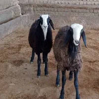 بره قوچ شال درجه یک|حیوانات مزرعه|کوهنانی, |دیوار