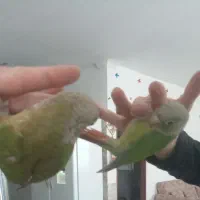 گرینچیک دستی