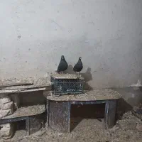 دم سفید ب نشان