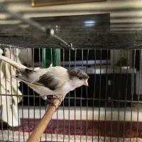 قناری نر با قفس