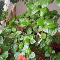 کل زیبای قرمز|گل و گیاه طبیعی|مراغه, |دیوار