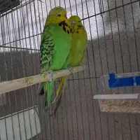 مرغ عشق انگلیسی جوجه ومولد