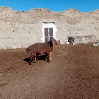 قوچ کار همو