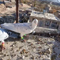 ۳تا گرفتنی|پرنده|سبزوار, رضوی|دیوار