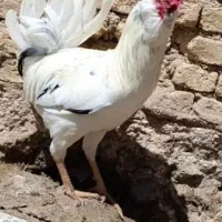 خروس گلین هشت ماهه
