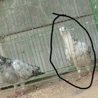 کفتر گم شده