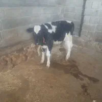 گاو و گوساله|حیوانات مزرعه|سرپل ذهاب, |دیوار