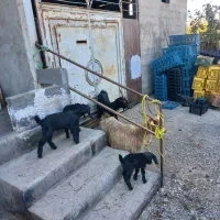 فروش یا معاوضه ۲ بز و ۳ بزغاله