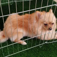 پامرانین روباهی مینی|سگ|نسیمشهر, |دیوار