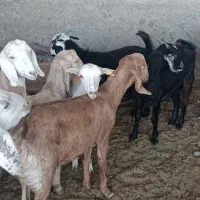 بزغاله دورگ سبک|حیوانات مزرعه|بیرجند, |دیوار